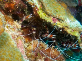 Banded Coral Shrimp IMG 5888